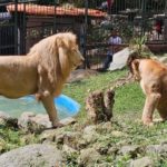 Vigilante del zoológico de Mérida perdió el brazo tras intentar acariciar a un león