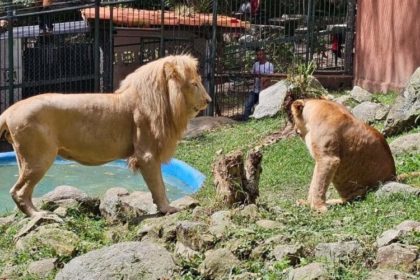 Vigilante del zoológico de Mérida perdió el brazo tras intentar acariciar a un león