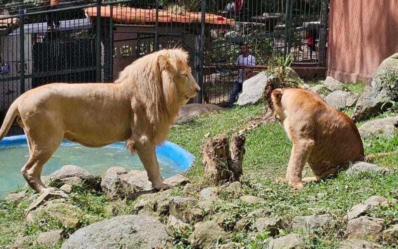 Vigilante del zoológico de Mérida perdió el brazo tras intentar acariciar a un león