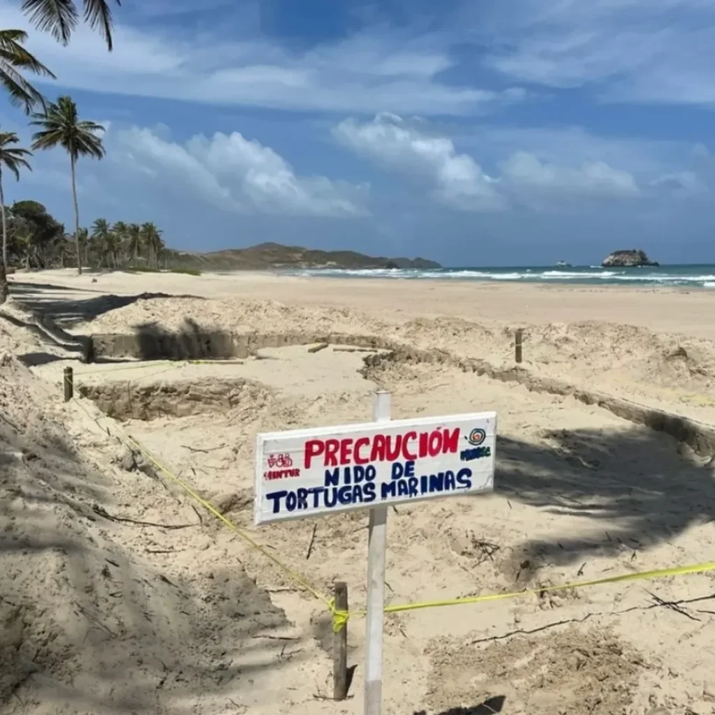 Inician construcción de vivero para la conservación de tortugas marinas en Playa El Agua