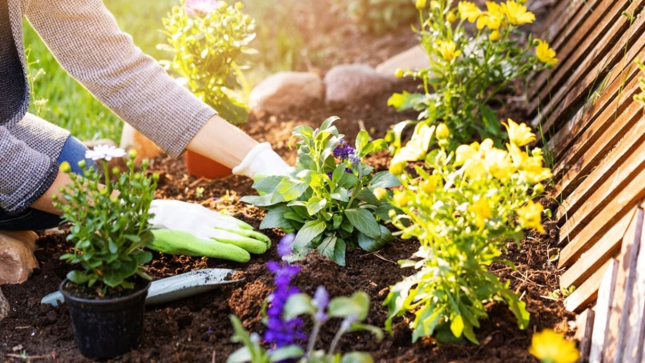 4 plantas hermosas para un jardín florido en febrero