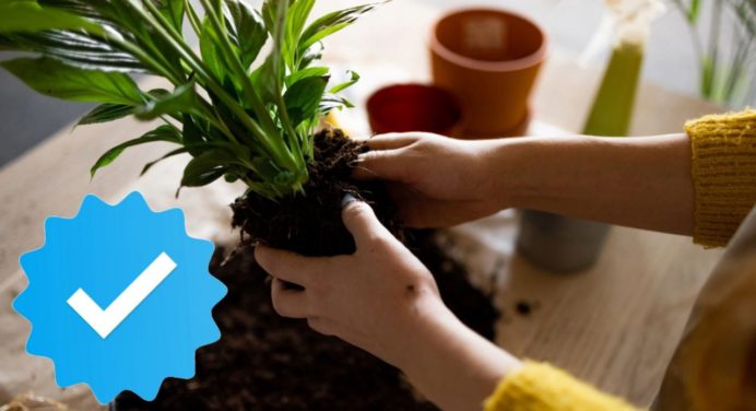 Consejos de jardineros para trasplantar plantas en primavera sin dañarlas