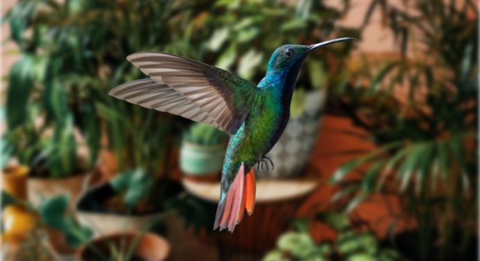 Sembrando en marzo: Atrae a los colibríes a tu jardín