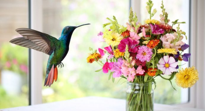 La flor que atraerá colibríes a tu hogar