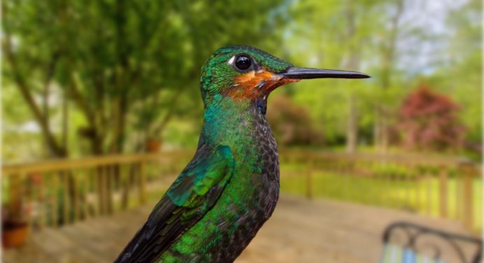 Atrae a los colibríes con los secretos de jardineros expertos