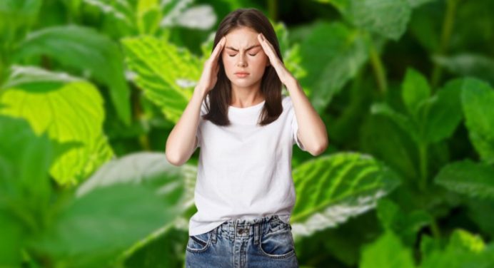 Planta medicinal: la solución instantánea al estrés y el insomnio