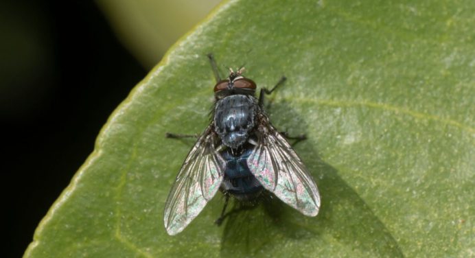 5 plantas insecticidas naturales para eliminar moscas de tu hogar