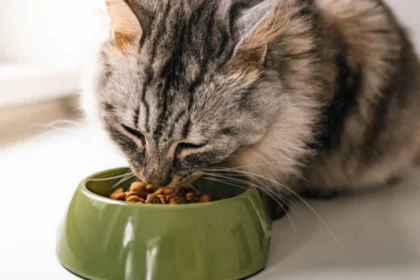 EEUU: FDA ordenó de nuevo el retiro de comida para gatos por riesgo de gripe aviar