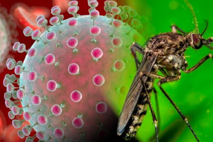 Virus Oropouche: Causas y cómo se propaga