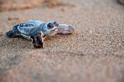 Liberan cinco tortuguillos cardón en Margarita