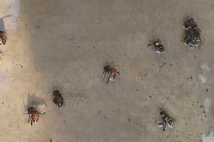 El Silguero: Enjambre de abejas africanas ataca a siete niños