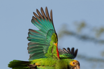 Decomisan Cotorras Margariteñas y Pericos Destinados al Tráfico Ilegal