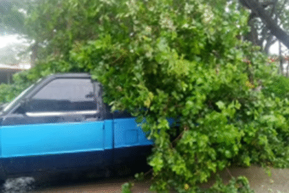Margarita: Árbol provoca daños a vehículo y deja sin electricidad a vecinos de Plaza Fajardo