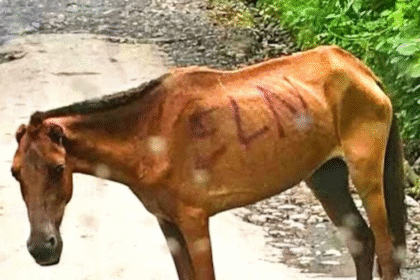 ELN atacó unidad militar colombiana usando un «burro bomba»