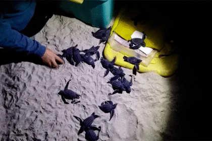 Liberan 25 tortuguillos cardón