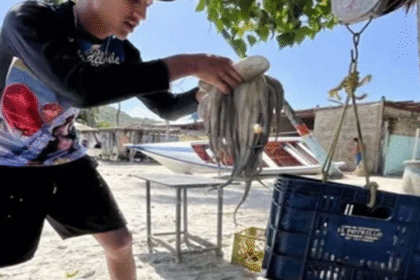 Inicia la Temporada de Pesca de Pulpo 2025 en Nueva Esparta con Meta de 1.300 Toneladas