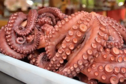 Captura de 2.500 Toneladas de Pulpo en Nueva Esparta para 2025