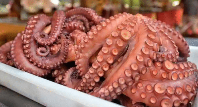 Captura de 2.500 Toneladas de Pulpo en Nueva Esparta para 2025