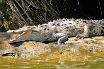 Venezuela recibirá 21 crías del Caimán del Orinoco desde EEUU para preservar la especie