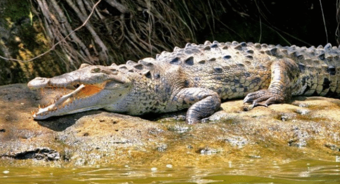 Venezuela recibirá 21 crías del Caimán del Orinoco desde EEUU para preservar la especie