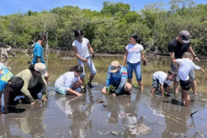Nueva Esparta refuerza la protección ambiental con la plantación de 1.000 manglares en La Restinga
