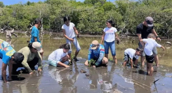 Nueva Esparta refuerza la protección ambiental con la plantación de 1.000 manglares en La Restinga
