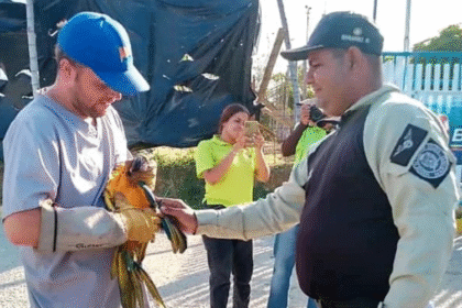 Funcionarios de PoliMariño rescatan a guacamaya azul