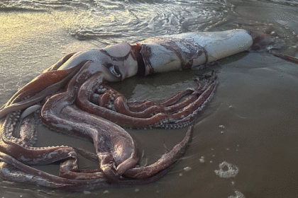 Pescadores de Manzanillo Encuentran Calamar de Más de 5 kg Varado en la Playa +VIDEO / FOTO REFERENCIAL
