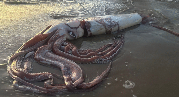 Pescadores de Manzanillo Encuentran Calamar de Más de 5 kg Varado en la Playa +VIDEO