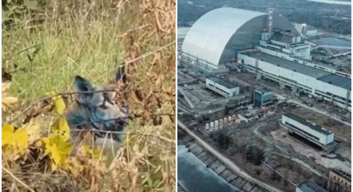 ¿Perros con pelaje azul? El sorprendente descubrimiento que hicieron cerca de la planta nuclear de Chernobyl