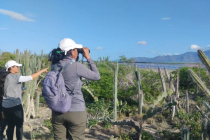 Avistamiento de Aves en Nueva Esparta durante el Big Day 2025