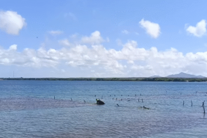 Tubores impulsa su economía con el cultivo de algas marinas y anuncia obras importantes