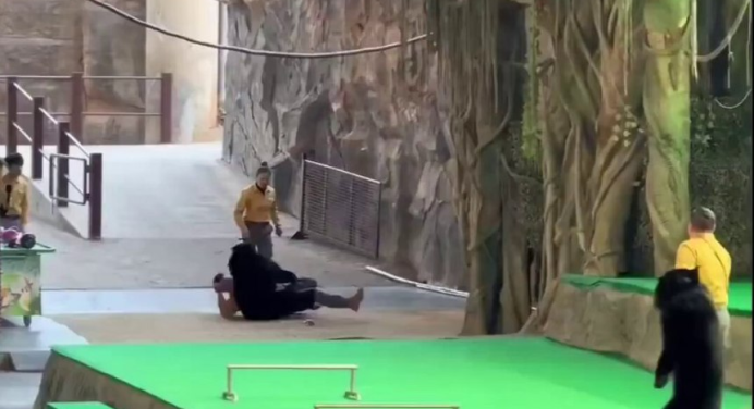 Cuidador fue atacado por un oso negro durante espectáculo de un parque en China