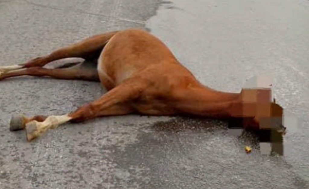 Reportan Caballo Arrollado en la Avenida Principal de San Antonio