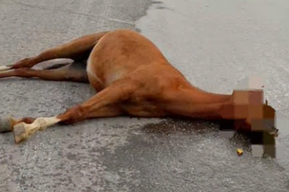 Reportan Caballo Arrollado en la Avenida Principal de San Antonio