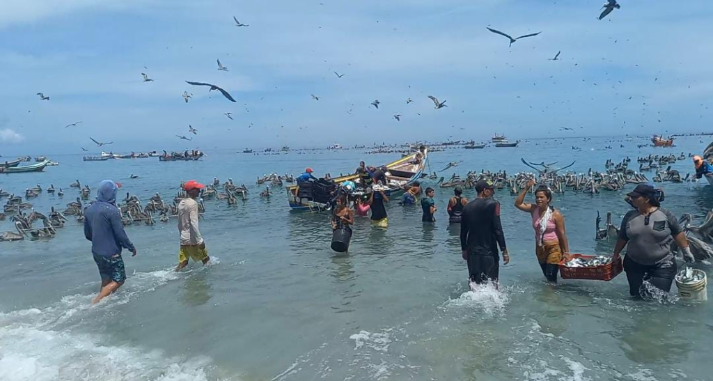 Insopesca anuncia inicio de veda de sardina