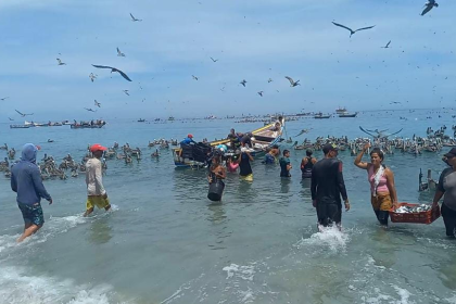 Insopesca anuncia inicio de veda de sardina