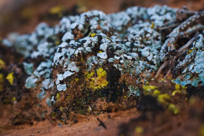 China utiliza microbios para convertir desiertos en tierra fértil y frenar la desertificación