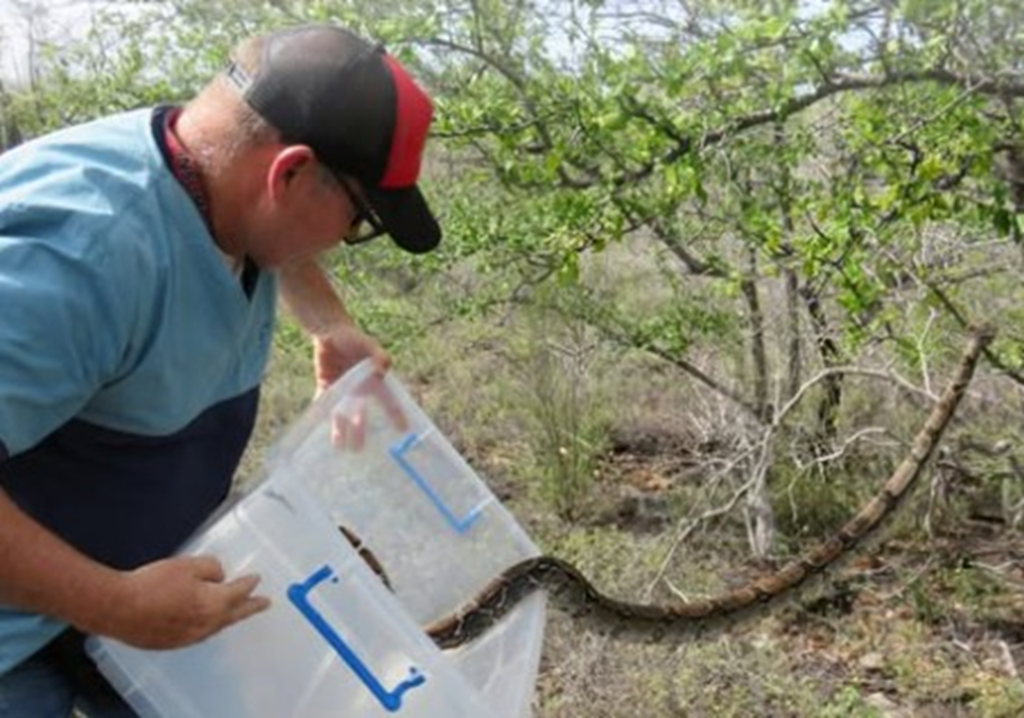 Liberan tres serpientes rescatadas en zonas montañosas de Nueva Esparta