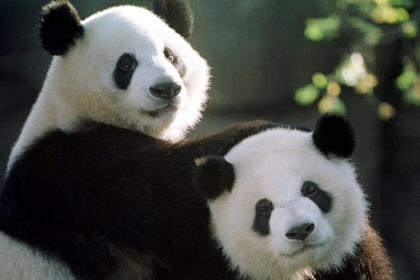 China enviará una pareja de pandas gigantes al zoológico de Múnich tras acuerdo de diez años