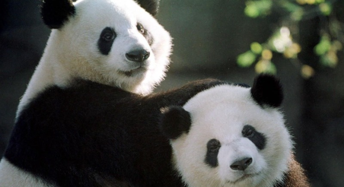 China enviará una pareja de pandas gigantes al zoológico de Múnich tras acuerdo de diez años