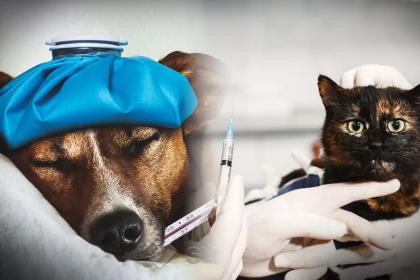 Colegio de veterinarios advierte alta incidencia de virus en mascotas
