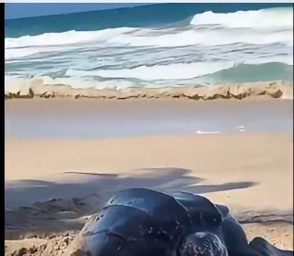 Nueva Esparta | Ambientalistas alertan alejamiento de tortugas por construcciones