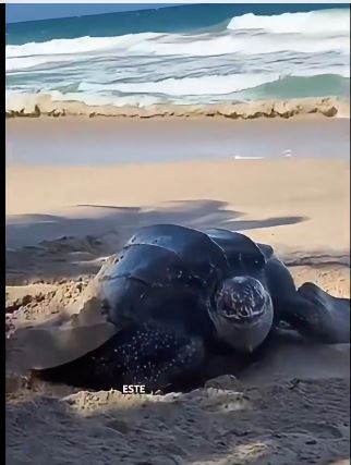 Nueva Esparta | Ambientalistas alertan alejamiento de tortugas por construcciones