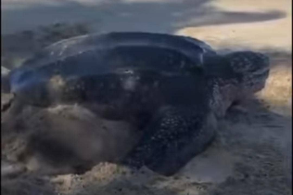 Tortugas: No siempre salen para desovar