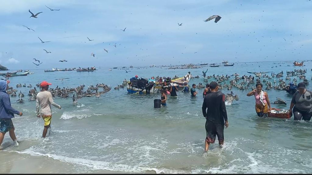 Regulan pesca de sardina en Sucre para equilibrio con Nueva Esparta