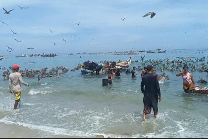Regulan pesca de sardina en Sucre para equilibrio con Nueva Esparta