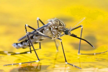 Baruta activó campaña de vacunación contra la fiebre amarilla