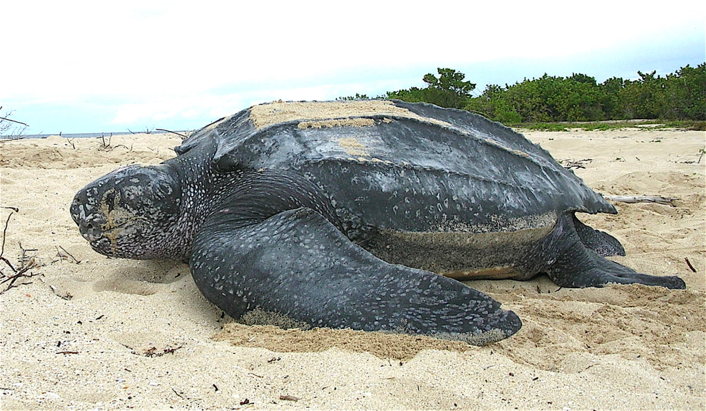 Hallan tortuga marina sin vida en Playa La Caracola este #1Mar+FOTO