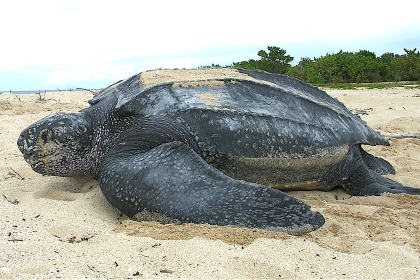 Hallan tortuga marina sin vida en Playa La Caracola este #1Mar+FOTO